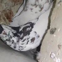 نروماده رنگی گل دار|پرنده|کوه چنار, |دیوار