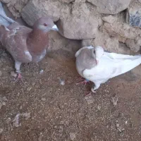 کبوتر|پرنده|درمیان, |دیوار