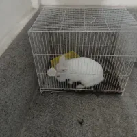 خرگوش سفید نر