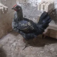 ۱عدد جوجه مرغ ۳ماهه ۱عدد خروس ۵ماهه سیاه|حیوانات مزرعه|مشهد, سجادیه|دیوار