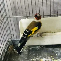 جوجه سهره رسمی پایزه