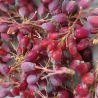 زرشک کوهی تر و تازه پاک شده مفت
