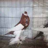 فروش کبوتر زینتی|پرنده|نوشهر, |دیوار