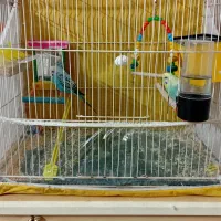 پرنده مرغ عشق