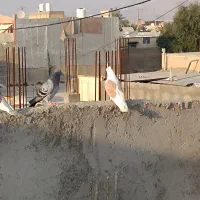 کبوتر دوکت زرد