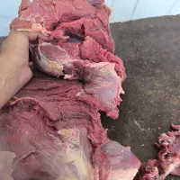 گوشت تلیسه و ماده گاو به قیمت کشتارگاه