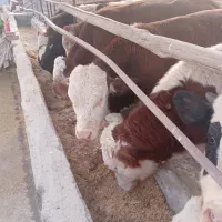 گوساله‌بوکان