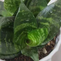 گل سانسوریا پا کوتاه|گل و گیاه طبیعی|کرج, باغستان|دیوار