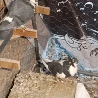 کفتر|پرنده|رفسنجان, |دیوار