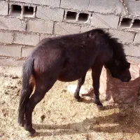 فروشی|اسب و تجهیزات اسب‌سواری|مسجد سلیمان, |دیوار