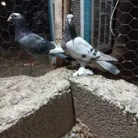 ۵تا کفتر بیگیری دس اولی|پرنده|شیراز, فرودگاه شهید دستغیب شیراز|دیوار