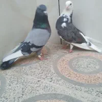 کبوتر شازده  ابلق سبز تهرونی  اصل|پرنده|اصفهان, کوی امیریه|دیوار