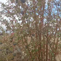 نهال زرشک سیاه بی دانه (تیل)