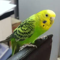 مرغ عشق خوشگل