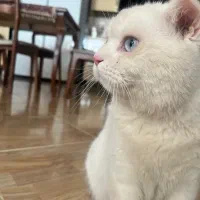 گربه  نژاد اسکاتیش|گربه|مشهد, هنرور|دیوار