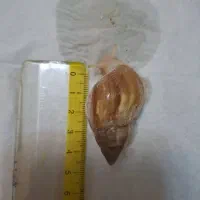 حلزون آلبینو