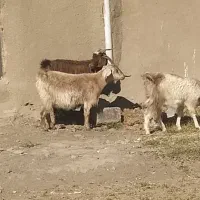 40تا بز با 4تانربز|حیوانات مزرعه|سبزوار, رباط|دیوار