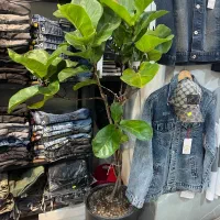 درخچه دو عدد|گل و گیاه طبیعی|تهران, یافت آباد جنوبی|دیوار