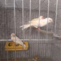 قناری نروماده|پرنده|مهدی شهر, |دیوار