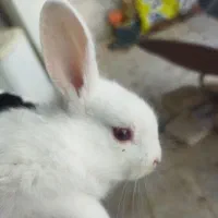 بچه خرگوش|موش و خرگوش|قوچان, |دیوار