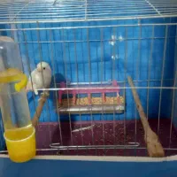 یک عدد قناری نر سالم و سلامت