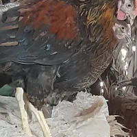 مرغ و خروس محلی‌ چاق برای کشتار|حیوانات مزرعه|کهنوج, |دیوار