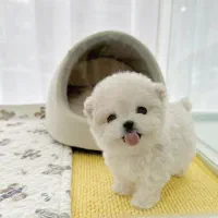 مالتیپو فسقلی