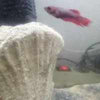 ماهی فایتر نر وماده شکم پر|ماهی|مشهد, نظام دوست|دیوار