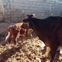 گاو وگوساله نر|حیوانات مزرعه|شادگان, |دیوار