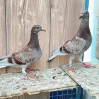 جوجه تازه دونه خور. مستو نو