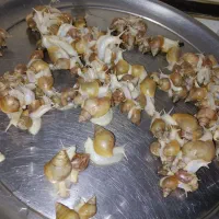 بچه حلزون کار در منزل