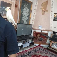 مشتری واقعی زنگبزنه