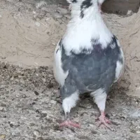 کبوتر شاپر بهترین لان
