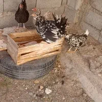 کاسرک تخم گزار گلین