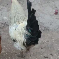 فروش خروس محلی|حیوانات مزرعه|اردبیل, |دیوار