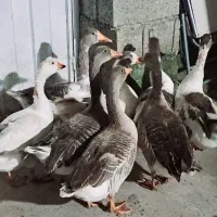 غاز محلی ،غاز محلی درشت ، غاز محلی نر و ماده|حیوانات مزرعه|سیاهکل, |دیوار