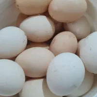 تخم مرغ خانگی