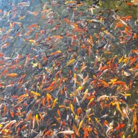 رنگین کمان کوی چرم و باتر فلای|ماهی|رشت, ترمینال|دیوار