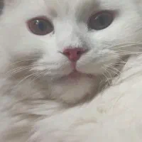 گربه|گربه|ارومیه, |دیوار