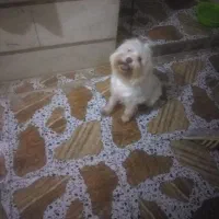 سگ ماده شیتزو معاوضه با هرچی ب کارم بیاد