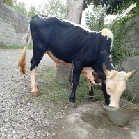 ورزا کوله چالوسی|حیوانات مزرعه|خشکبیجار, |دیوار