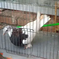 کبوتر ها همه حراج ارزان بخرید با ما