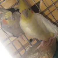 عروس مولد با پنج تخم