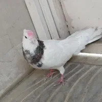 کبوتر طوقی فروش فوری|پرنده|بافت, |دیوار