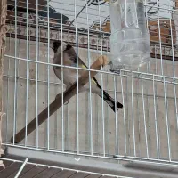 سهره سقا نر|پرنده|کرمان, |دیوار