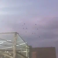 20 تا ی بوم|پرنده|قزوین, |دیوار