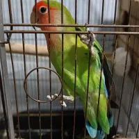 طوطی برزیلی جفت مولد با قفس