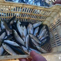 بچه ماهی گرم ابی|ماهی|سورک, |دیوار