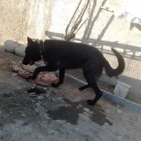 ژرمن بلک|سگ|گنبد کاووس, |دیوار