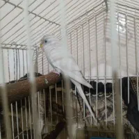 مرغ عشق نر|پرنده|شهریار, شهرک نماز (دینار آباد)|دیوار